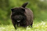 CHOW CHOW 516